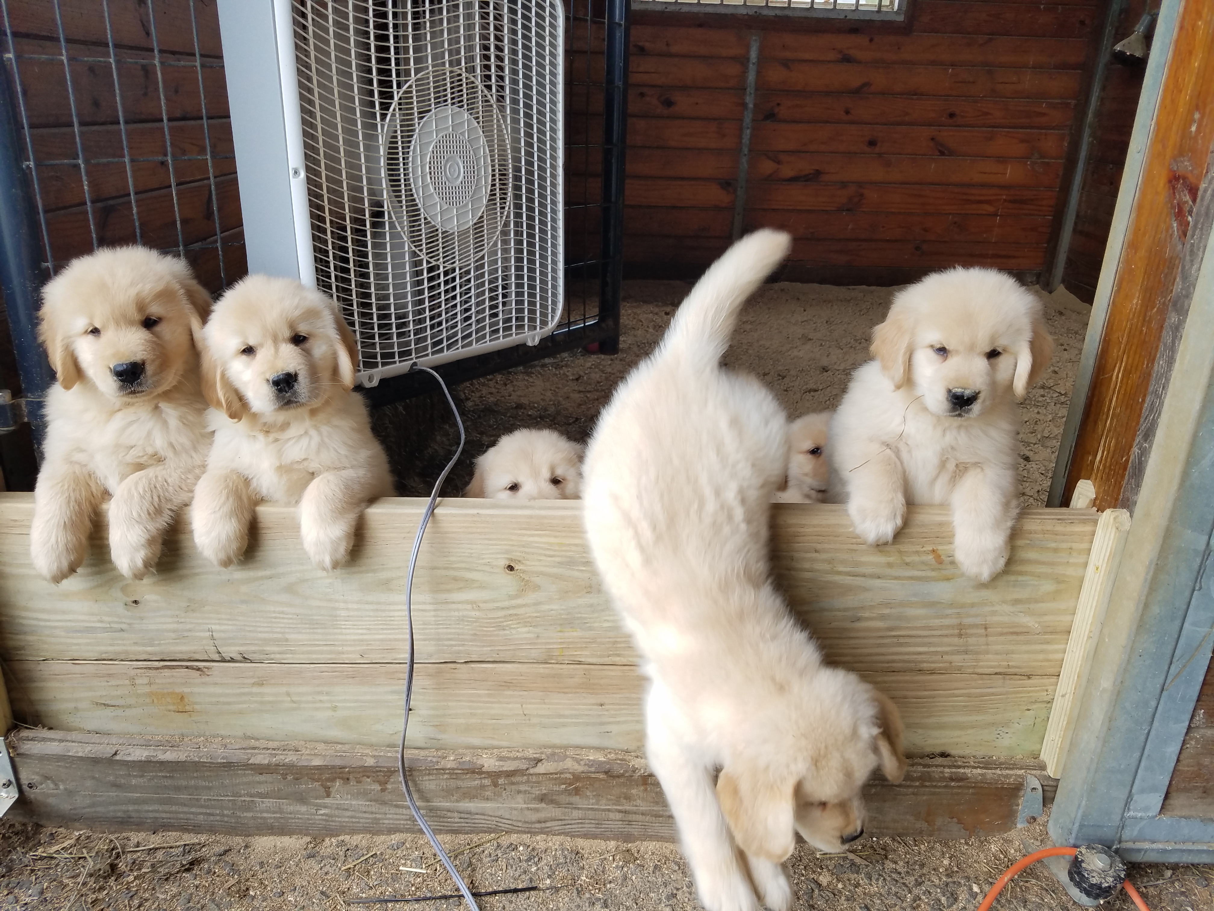 Rolling out to play in the yard